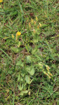Yellow-Wort